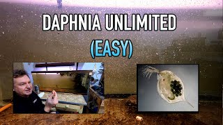 How I Raise Daphnia Water Fleas And You Can Too [upl. by Ulland988]