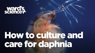 Caring and Culturing for Daphnia [upl. by Nnairol914]