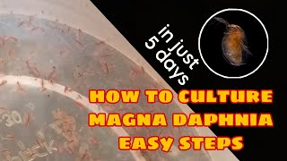 How to Culture Magna Daphnia Easily [upl. by Sirromal921]