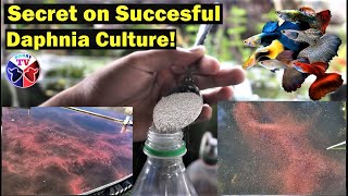 How to Culture Daphnia Successfully [upl. by Sinnylg]