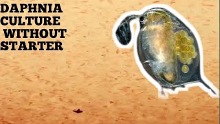 HOW TO CULTURE DAPHNIA NATURALLY WITHOUT A STARTER [upl. by Necila]