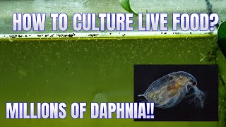 How to Culture Daphnia Secret Method to Breed MILLIONS  Simply Aquatic [upl. by Lose]