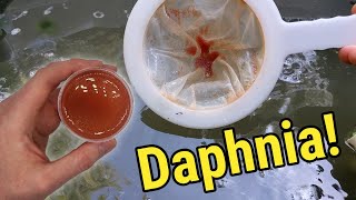 How I Culture Daphnia In Outdoor Tubs [upl. by Errehs]