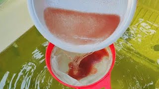 How to culture daphnia  Daphnia culture  How to grow daphnia outdoor [upl. by Kcin]