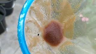 How to culture daphnia moina in a small container Part 1 English Subtitle [upl. by Cassandre230]