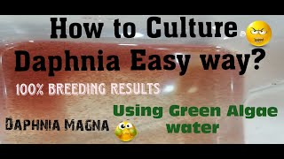 Daphnia MagnaHow to Culture Daphnia Easy wayCulturing Daphnia using Green water Daphnia [upl. by Horwath]