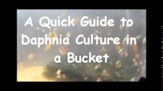 How to culture daphnia outside [upl. by Ahsienot904]