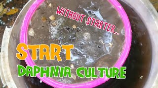 How to culture daphnia moina the easy way 1  Starting the Daphnia culture [upl. by Notsehc601]