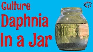 How to Culture Daphnia in a Jar [upl. by Pronty]