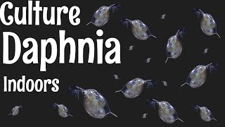 How to Culture Daphnia [upl. by Kcinomod116]