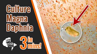 How to culture DAPHNIA MAGNA  The easy way [upl. by Changaris141]