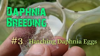 Daphnia Culture made simple and easy 3  Hatching Daphnia eggs [upl. by Ami]