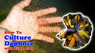 How to Culture Daphnia with ZERO Cost  Unlimited Live Food For Our Fish [upl. by Eudora]