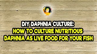 DIY Daphnia Culture How to Culture Nutritious Daphnia as Live Food for Your Fish [upl. by Simaj]