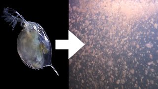 How I Culture Daphnia [upl. by Ayahc]