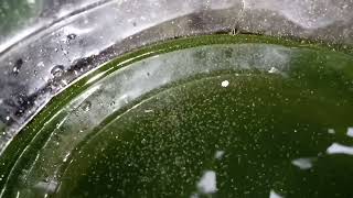 DAPHNIA MOINA CULTURE IN A SMALL BUCKET [upl. by Yehsa]