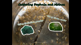 How To Culture Daphnia and Moinas using Green Water Spirulina powder [upl. by Groves]