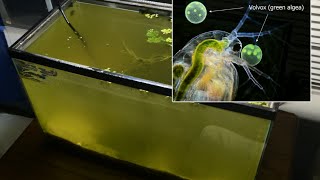 Raising Daphnia for the Freshwater Aquarium [upl. by Seow]