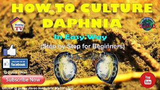 HOW TO CULTURE DAPHNIA In Easy Way [upl. by Gerladina]